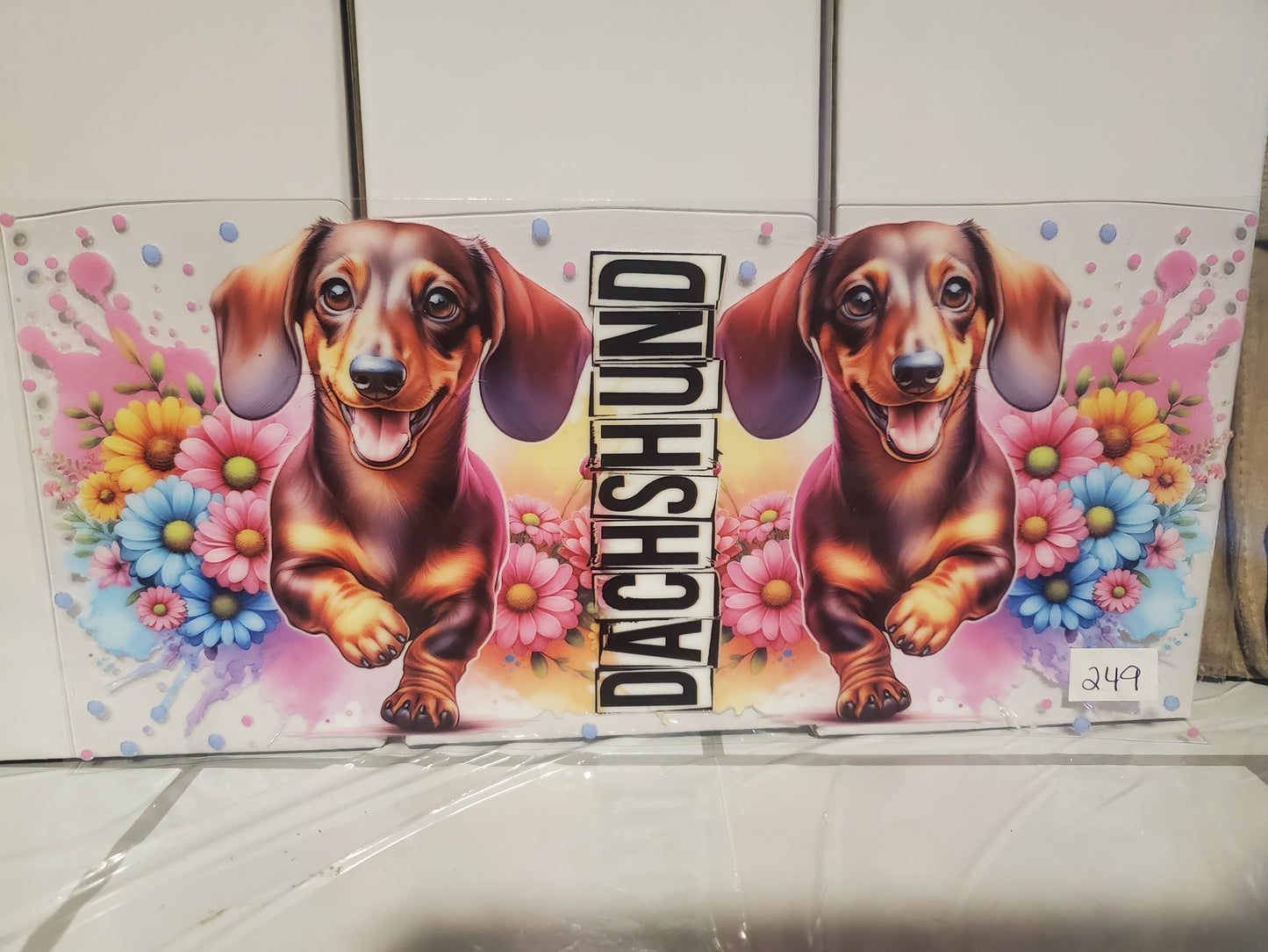 Dachshund 249