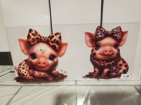 Pig 262